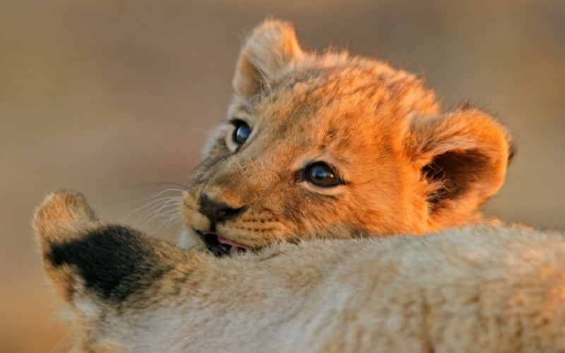 13 Days Best of Zimbabwe Safari Tour